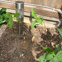 Sunflower tiny plant, just planted in garden